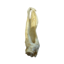 Hirschohren