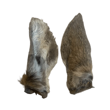 Hirschohren