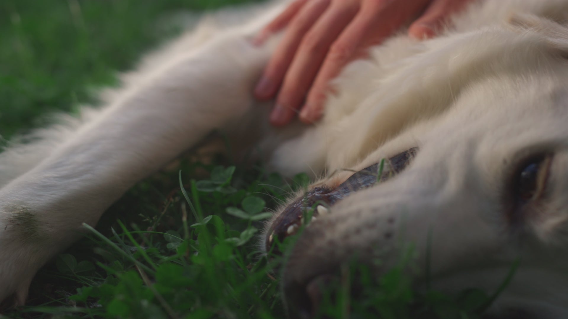 Video laden: Hund genießt Streicheleinheiten
