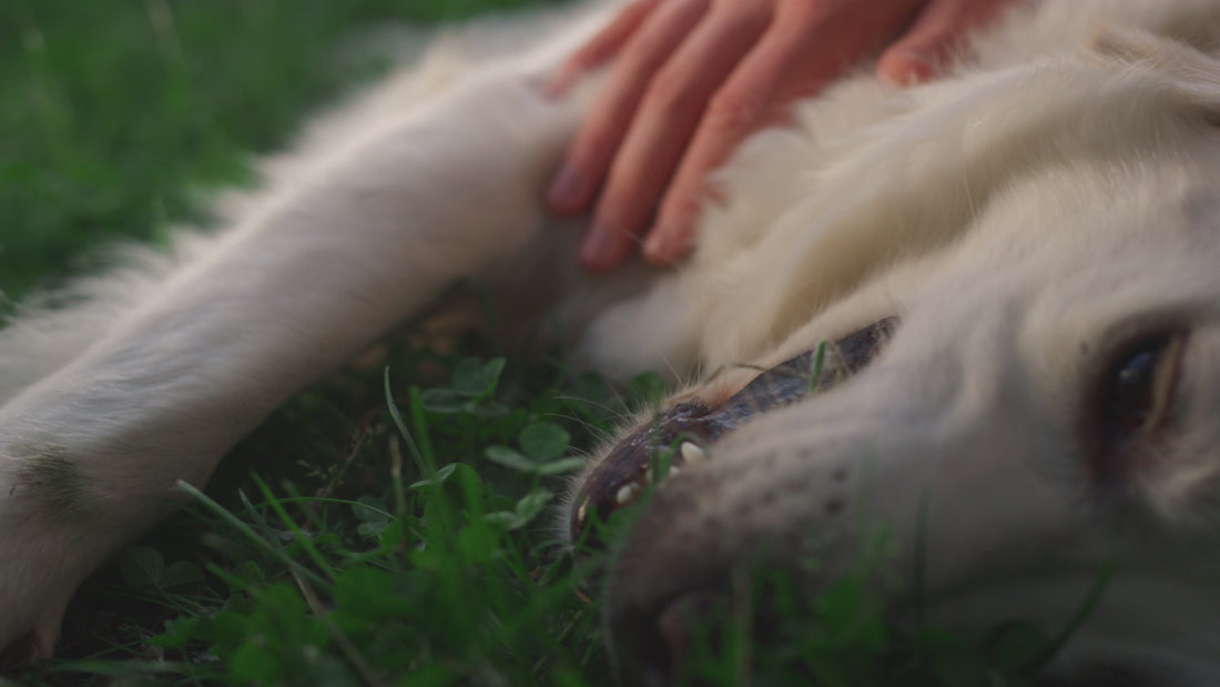 Video laden: Hund genießt Streicheleinheiten